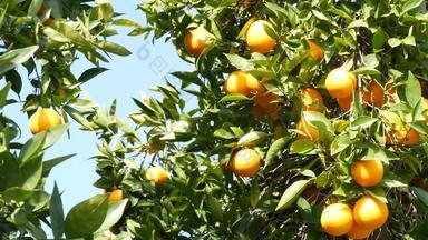 柑橘类橙色水果树加<strong>州</strong>美国春天花园美国当地的农业农场种植园家园园艺多汁的新鲜的叶子异国情调的热带收获分支春天天空